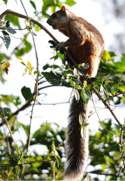 squirrels Costa Rica